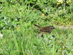 Sericornis frontalis