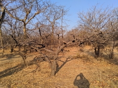 Commiphora mossambicensis