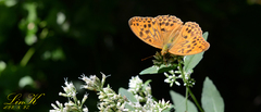 Argynnis sagana