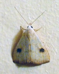 Rivula sericealis