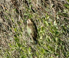 Chrysococcyx basalis