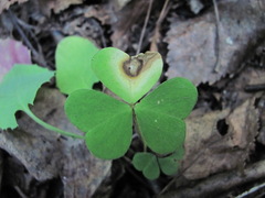 Dothideomycetes