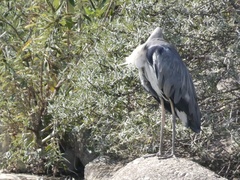 Ardea cinerea