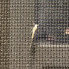 Callibaetis