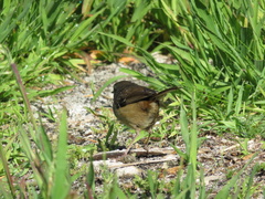 Sericornis frontalis