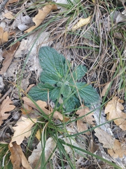Ajuga orientalis