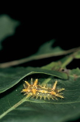 Euclea mesoamericana
