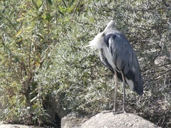 Ardea cinerea