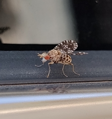 Trypetoptera punctulata