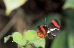 Heliconius