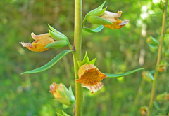 Digitalis laevigata