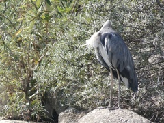 Ardea cinerea