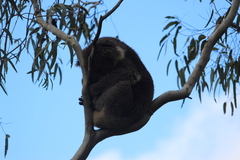 Phascolarctos cinereus