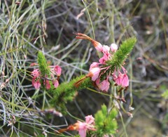 Erica plukenetii