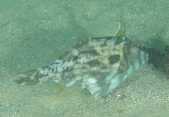 Scobinichthys granulatus