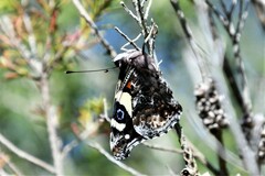 Vanessa itea