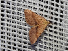 Anachloris subochraria