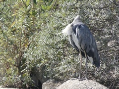 Ardea cinerea