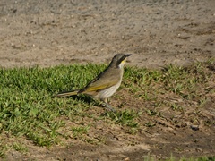 Gavicalis virescens