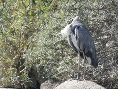Ardea cinerea