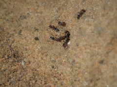 Iridomyrmex