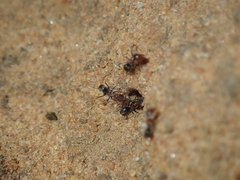 Iridomyrmex