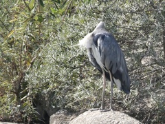 Ardea cinerea