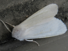 Hyphantria cunea