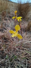 Moraea hiemalis
