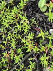 Crassula decumbens