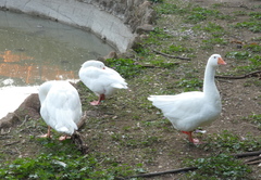 Anser anser domesticus