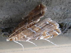 Elophila turbata