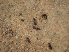 Iridomyrmex