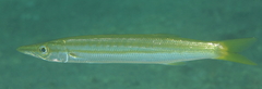 Sphyraena obtusata