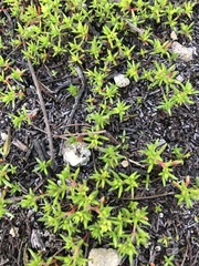 Crassula decumbens