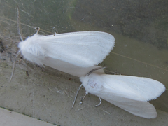Hyphantria cunea