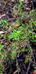 Epacris longiflora