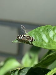 Eupeodes volucris