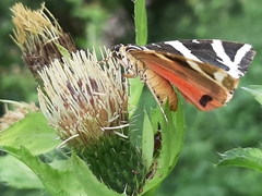 Euplagia quadripunctaria