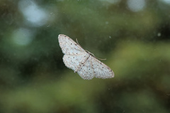 Idaea seriata