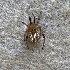 Latrodectus hesperus