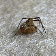 Latrodectus hesperus