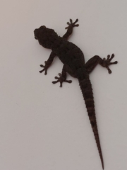 Tarentola delalandii