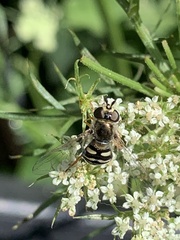Eupeodes volucris