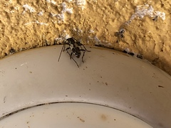 Enaphalodes taeniatus