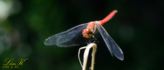 Sympetrum darwinianum