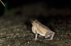 Rhinella alata