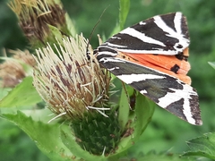 Euplagia quadripunctaria