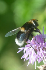 Eristalis intricaria