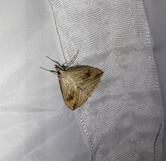 Evergestis forficalis